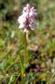 Flore arctique - Orchis tacheté - Orchis maculata - Orchidacées