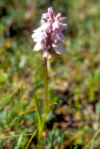 Flore arctique - Orchis tacheté - Orchis maculata - Orchidacées
