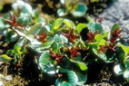 Flore arctique - Saule herbacé - Salix herbacea - Salicacées