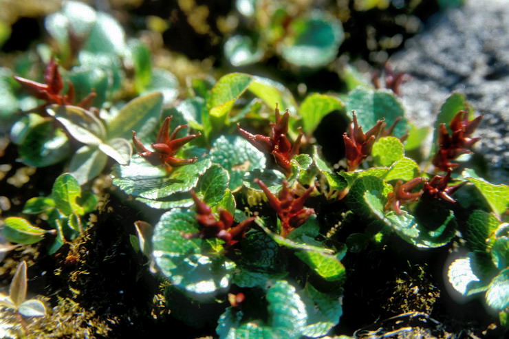 Flore arctique - Saule herbacé - salix herbacea - Salicacées