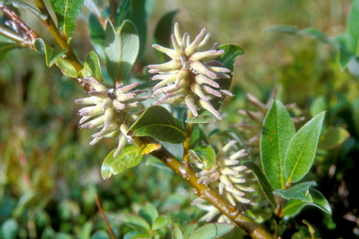 Flore arctique - Saule à feuilles de Phylica - Salix phylicifolia - Salicacées