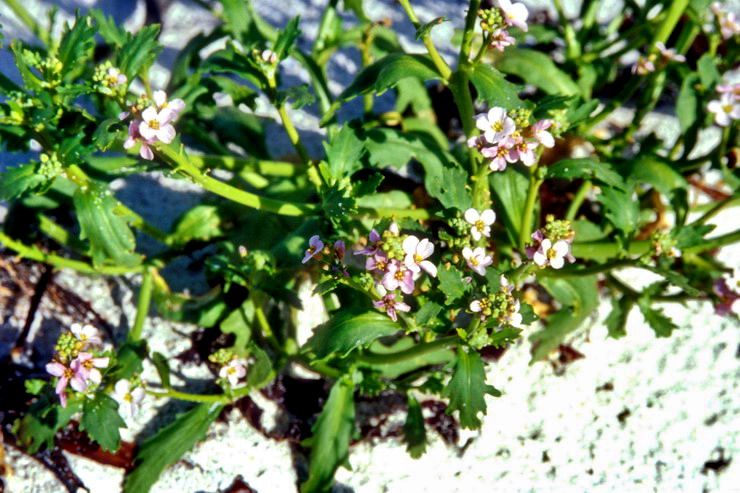 Flore arctique - Roquette de mer = Cakilier maritime - Cakile maritima - Brassicacées