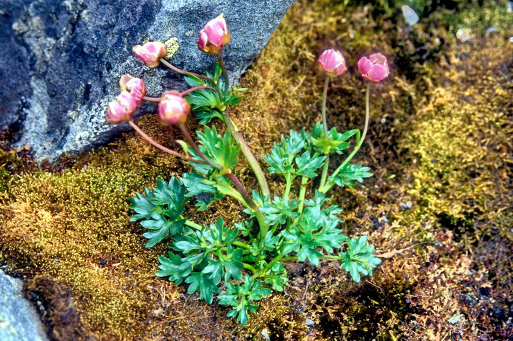 Flore arctique - Renoncule des glaciers - Ranunculus glacialis - Renonculaces