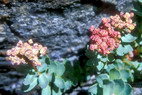 Flore arctique - Orpin des infidèles - Sedum anacampseros - Crassulacées