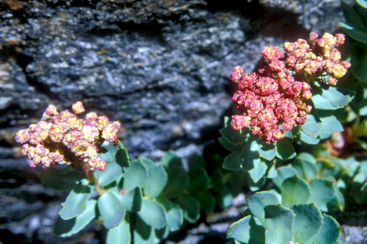 Flore arctique - Orpin des infidles - Sedum anacampseros - Crassulaces