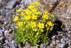 Flore arctique - Saxifrage faux aïzoon - Saxifraga aizoides - Saxifragacées