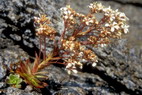 Flore arctique - Saxifrage cotylédon - Saxifraga cotyledon - Saxifragacées