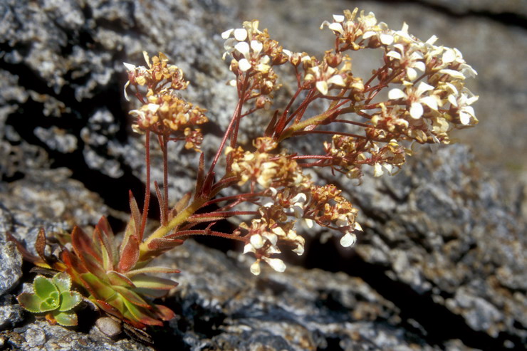 Flore arctique - Saxifrage cotyldon - Saxifraga cotyledon - Saxifragaces