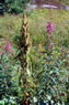 Flore arctique - Rumex à feuilles de gouet - Rumex arifolius - Polygonacées