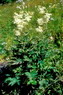 Flore arctique - Reine des prés ou Fausse spirée - Spiraea ulmaria (= Filipendula ulmaria) - Rosacées