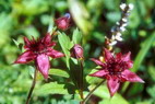 Flore arctique - Potentille des marais ou Comaret - Potentilla palustris - Rosacées