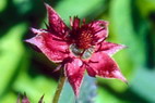 Flore arctique - Potentille des marais ou Comaret - Potentilla palustris - Rosacées