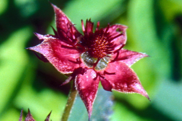 Flore arctique - Potentille des marais ou Comaret - Potentilla palustris - Rosaces