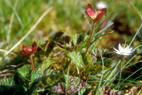 Flore arctique - Mure ou ronce arctique - Nagoonberry - Rubus arcticus - Rosacées - A ne pas confondre avec la ronce des tourbières, également appelée Mure ou ronce arctique - Rubus chamaemorus, aux baies oranges à maturité