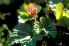 Flore arctique - Ronce des tourbires, galement appele Mure ou ronce arctique - Cloudberry - Rubus chamaemorus - Rosaces - A ne pas confondre avec la Mure arctique stricto sensu - Rubus arcticus, aux fleurs rouge vif et aux baies rouges fonces  maturit