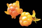 Flore arctique - Ronce des tourbires, galement appele Mure ou ronce arctique - Cloudberry - Rubus chamaemorus - Rosaces (Photo montage)