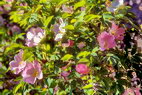 Flore arctique - Rose des Alpes - Rosa pendulina - Rosaces