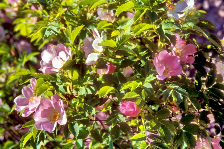 Flore arctique - Rose des Alpes - Rosa pendulina - Rosaces