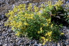 Flore arctique - Alchmille alpine - Alchemilla alpina - Rosaces