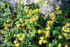Flore arctique - Alchmille alpine - Alchemilla alpina - Rosaces