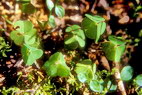 Flore arctique - Oxalis des bois - Oxalis acetosella - Oxalidaces