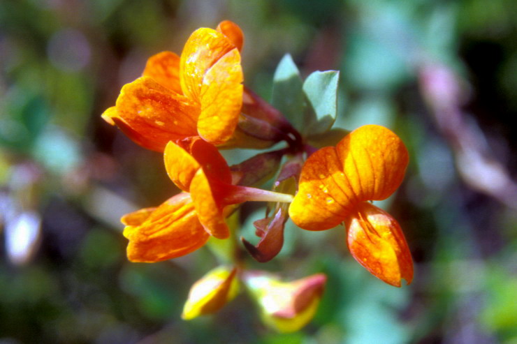 Flore arctique - Lotier cornicul - Lotus corniculatus - Fabaces = Lgumineuses