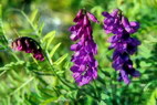 Flore arctique - Sainfoin sombre - Hedysarum obscurum - Fabaces = Lgumineuses