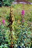 Flore arctique - pilobe  feuilles troites - Epilobium angustifolium - Onagraces