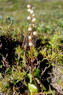 Flore arctique - Pyrole  feuilles rondes - Pyrola rotundifolia - Pyrolaces