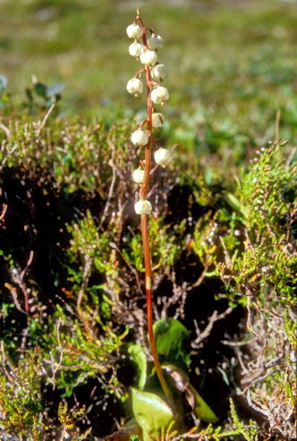 Flore arctique - Pyrole  feuilles rondes - Pyrola rotundifolia - Pyrolaces