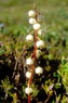 Flore arctique - Pyrole  feuilles rondes - Pyrola rotundifolia - Pyrolaces