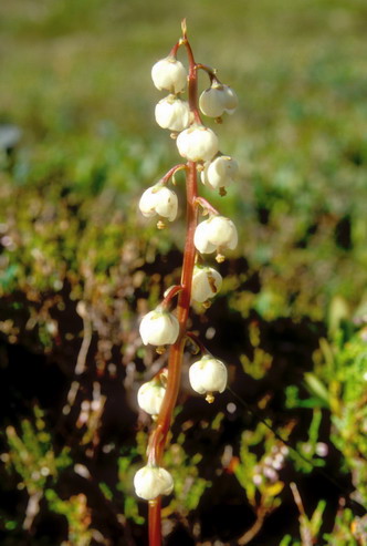 Flore arctique - Pyrole  feuilles rondes - Pyrola rotundifolia - Pyrolaces