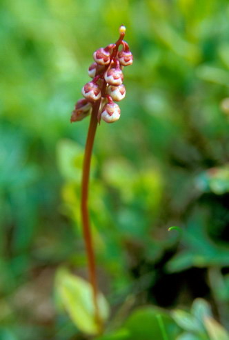 Flore arctique - Pyrole de Norvge - Pyrola norvegica - Pyrolaces