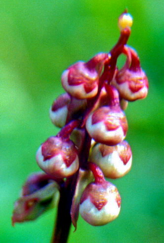 Flore arctique - Pyrole de Norvge - Pyrola norvegica - Pyrolaces