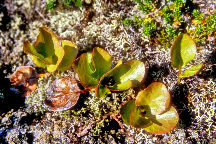 Flore arctique - Pyrole  feuilles rondes - Pyrola rotundifolia - Pyrolaces