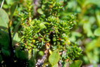 Flore arctique - Camarine noire - Empetrum nigrum - Emptraces