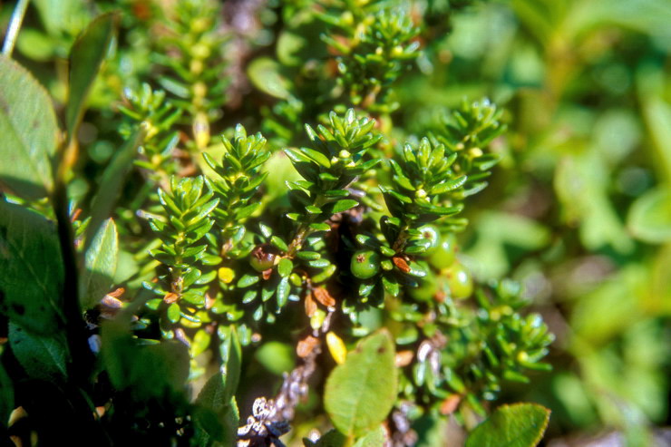 Flore arctique - Camarine noire - Empetrum nigrum - Emptraces