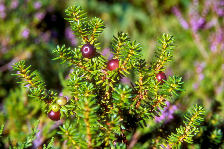 Flore arctique - Camarine noire - Empetrum nigrum - Emptraces