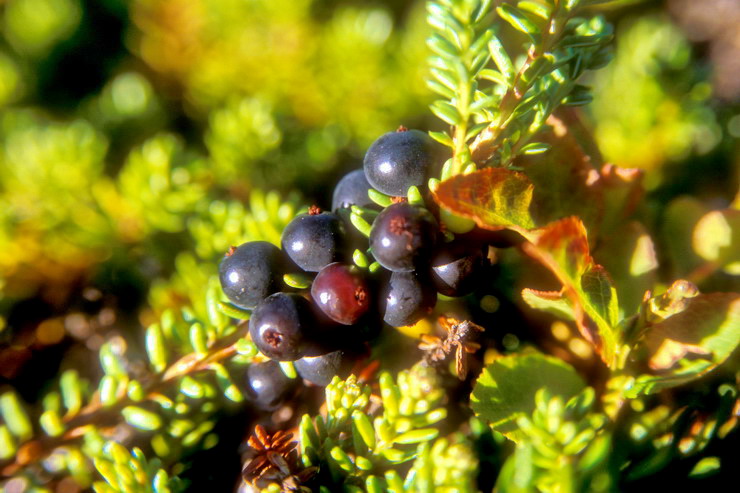 Flore arctique - Camarine noire - Empetrum nigrum - Emptraces