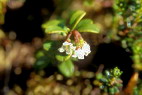 Flore arctique - Airelle rouge - Vaccinium vitis-idaea - ricaces