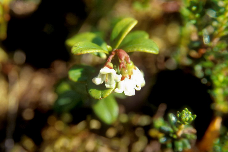 Flore arctique - Airelle rouge - Vaccinium vitis-idaea - ricaces