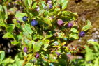 Flore arctique - Myrtille - Vaccinium myrtillus - ricaces