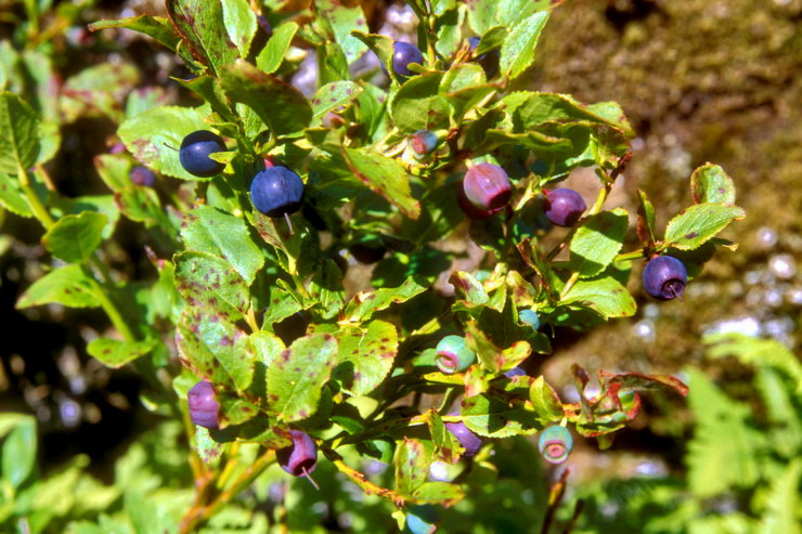 Flore arctique - Myrtille - Vaccinium myrtillus - ricaces