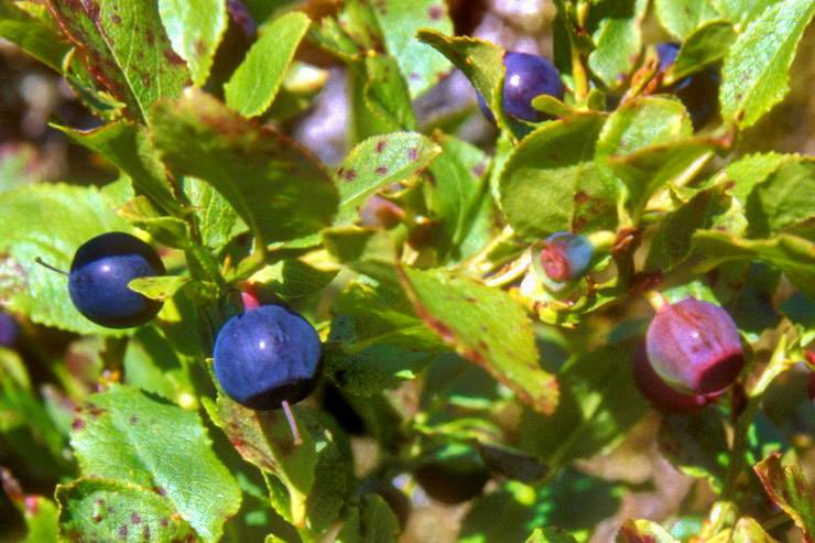 Flore arctique - Myrtille - Vaccinium myrtillus - ricaces