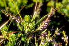 Flore arctique - Callune vulgaire ou fausse bruyre - Calluna vulgaris - ricaces