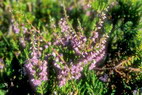 Flore arctique - Raisin d'ours des Alpes - Arctostaphylos alpina - ricaces