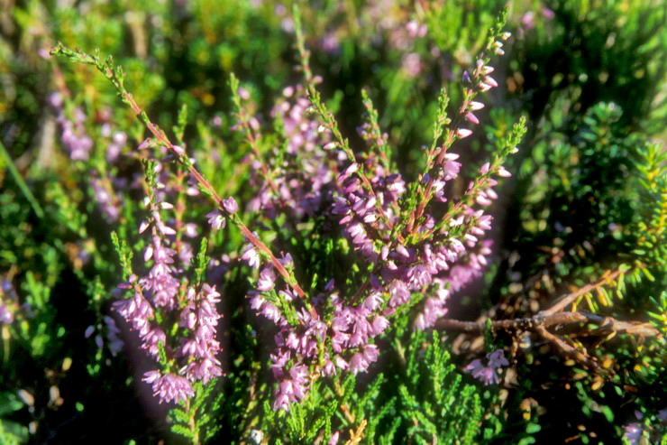 Flore arctique - Callune vulgaire ou fausse bruyre - Calluna vulgaris - ricaces