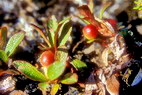 Flore arctique - Callune vulgaire ou fausse bruyre - Calluna vulgaris - ricaces