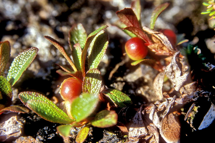 Flore arctique - Raisin d'ours des Alpes - Arctostaphylos alpina - ricaces