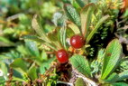 Flore arctique - Raisin d'ours des Alpes - Arctostaphylos alpina - ricaces